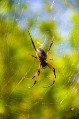 Grosse Araignée tropicale de l'île de la Réunion nommée Bib sur sa toile dans la nature de la montagne