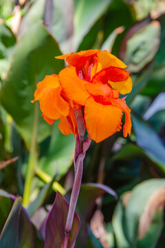 Orange canna indica, tropical flower.