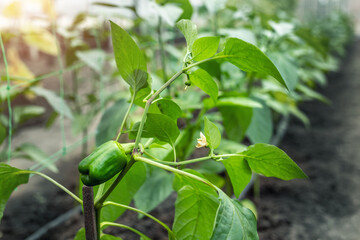 Close-up of big raw young ripe tasty juicy green bell pepper growing in vegetable garden or farm greenhouse on bright sunny summer or spring day. Healthy nutrition vitamin diet food background