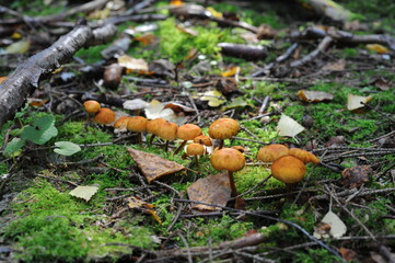 Mushrooms growing in forest