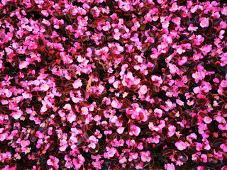 unknown pink flowers texture