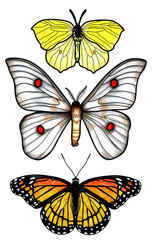 Butterfly set. Hand drawing, watercolor painting on paper.