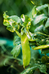 Fresh Vegetable Organic Green Beans Growing on branch of bush In Vegetable Garden