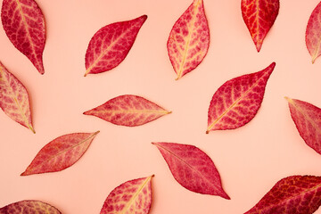 Red-yellow autumn leaves on a pink background, flat lay.