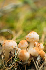 Kuehneromyces Mutabilis Mashrooms Growing Among Pine Needles In Autumn Forest