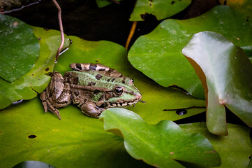 frog on leaf