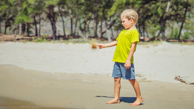 Cute blond boy carefully afraid hold dry plant, playing on beach sand sun day. Facial expressions gestures mischievous. Funny photo, childhood safety care, children behaviour, nature education concept