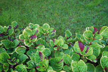 Close up green plants in natural garden park