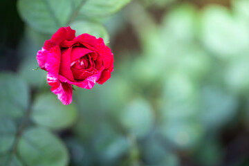 Roses in the garden