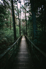 Footpath through the forest
