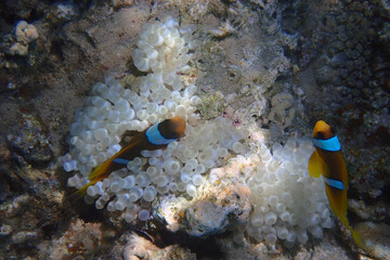 cmall clown fishes in the Red sea