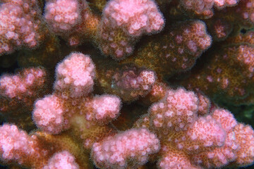 Fototapeta premium detail of coral animal