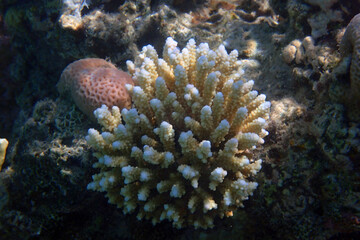 detail of coral animal