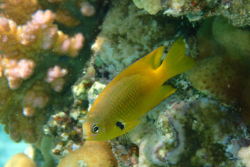 small yellow red sea fish