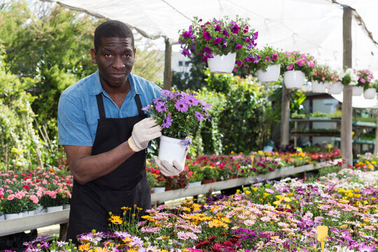 Experienced male worker arranging flowers while gardening in glasshouse