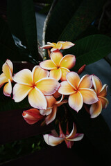 photo of artistic yellow plumeria flowers in the garden