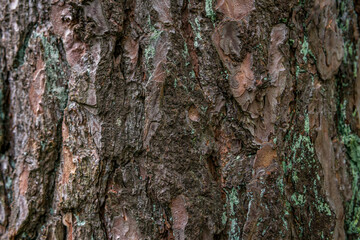 pine softwood tree texture background in mixed forest