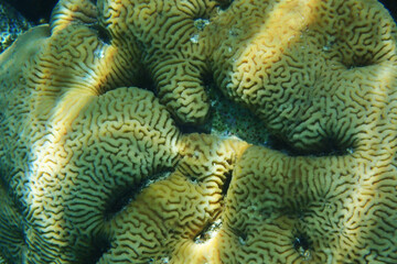 Fototapeta na wymiar detail of coral animal
