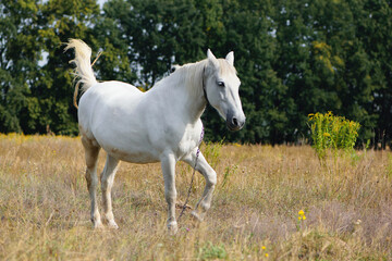 white horse on dry grass in the field
