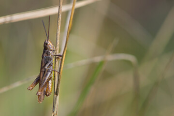 
brown grasshopper on dry grass close up