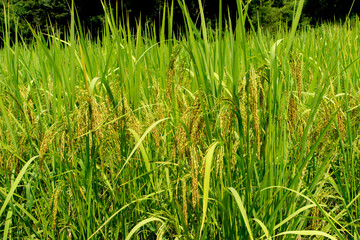 Obraz premium Rice cultivation in rice fields during harvest.