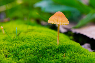 small forest orange mushrooms on green moss