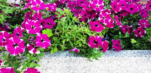 White and purple flowers Petunia in a flower bed. Panorama.
