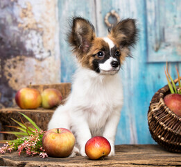 papillon on a blue background with apples in a basket