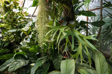 Botanical garden, exotic plants tropicarium greenhouse. Humid environment. Lush greenery.