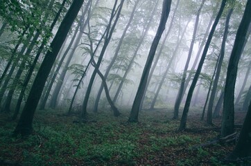 Naklejka premium Forest