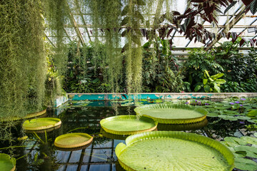 Botanical garden, exotic plants tropicarium greenhouse. Humid environment. Lush greenery. © Zuzana