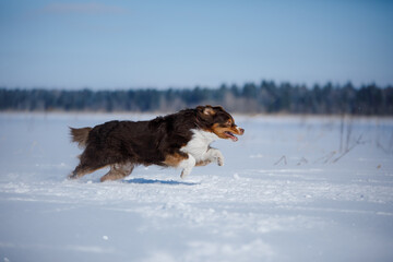 Dog in the winter in nature. Active australian shepherd running on the snow