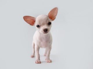 white puppy on white background ,  adorable chihuahua standing in studio