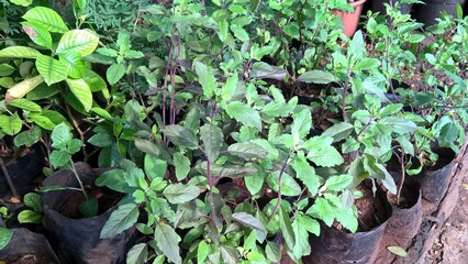 Holy basil, Ocimum tenuiflorum also called tulsi plants 