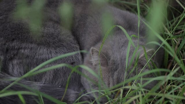 The gray cat sleeps in the green grass and looks anxiously. The animal is resting in the shade of plants. Beauty in the wild. Warm summer day. Close-up. Soft light. UHD.