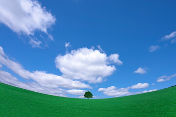 草原の一本木と雲