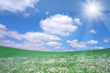草原に咲く白い花と白い雲と太陽