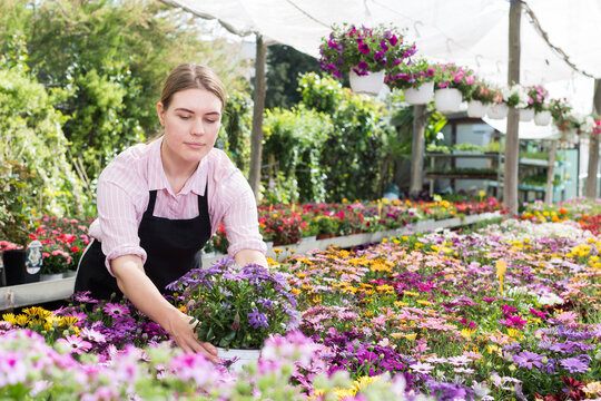 Successful skilled florist girl working with flowers in greenhouse.