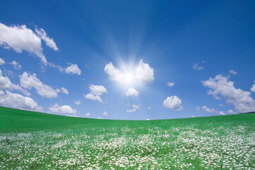 Obraz na płótnie Canvas 草原に咲く白い花と白い雲と太陽