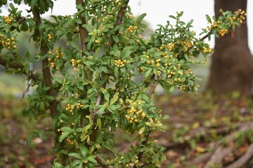 Narrowleaf  firethorn (Pyracantha angustifolia) / Rosaceae evergreen tree.