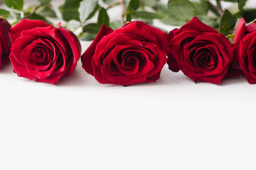red roses on white background, Red roses