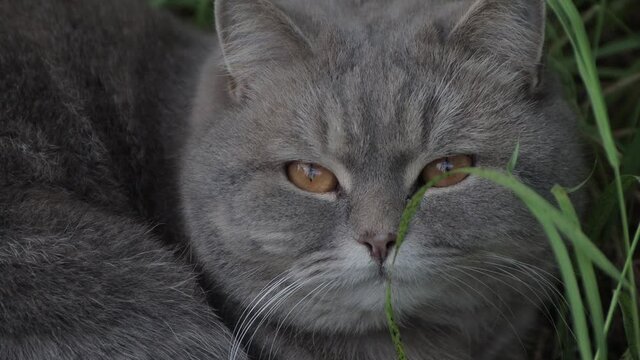 The gray cat sleeps in the green grass, understands the face and opens its eyes. The animal is resting in the shade of plants. Beauty in the wild. Warm summer day. Close-up. Soft light. UHD.