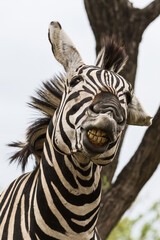 Funny zebra head portrait close-up looking crazy with mouth open and bad teeth in Kruger National Park, South Africa with bokeh background © Kelly Ermis