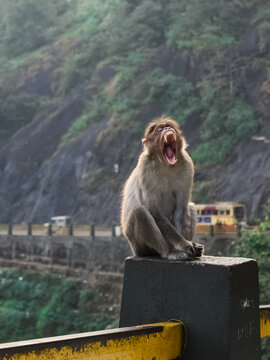 Portrait of a funny Bonnet macaque Indian monkey sitting and opening its mouth and showing its teeth in Wayanad churam.Yawning.