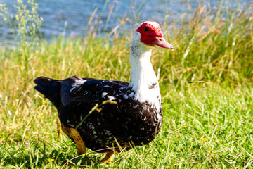 Duck near Sete Cidades, São Miguel, Azores Portugal