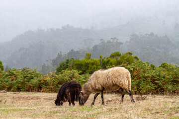Sheeps in Madeira Island, Portugal