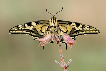 Wonderful butterfly Papilio machaon on the flower  on a summer day