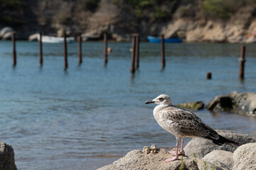 Lonely seagull on a rock