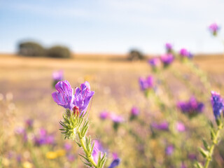 Macro view of a purple wild flower (Echium plantagineum) on an unfocused background of colored flowers giving an oil painting feel