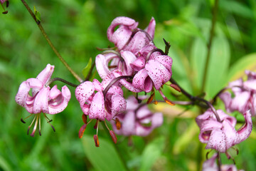 fleur de montagne